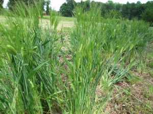 Our Mini Wheat Field