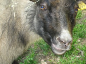 Heard you were looking for more sheep!