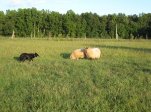 New Girls Meeting "Roy"