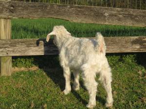 "I know I'll get caught but that grass sure is greener!"