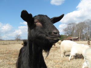 "I've got to do something..even if it's bad!"