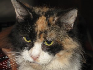 "I'm giving you my mean look..run damnit!"