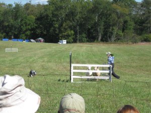 IMG_1224 At The Pen - Look real hard..see the green on her shoulder? It's a Parrot!
