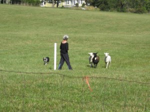 IMG_1249 This lady works without a crook or a whistle..she's amazing!